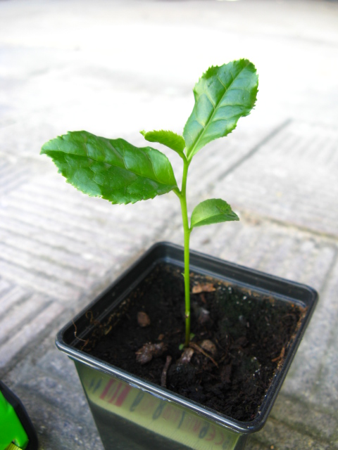 Camellia Assamica - sapling from seed, I need advices Img_8515