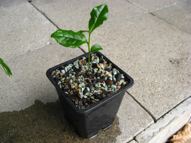 Camellia Assamica - sapling from seed, I need advices Img_8610
