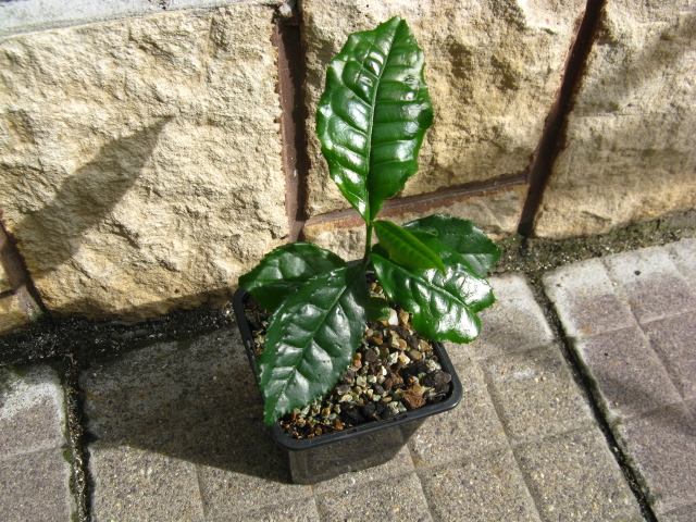 Camellia Assamica - sapling from seed, I need advices Img_8616