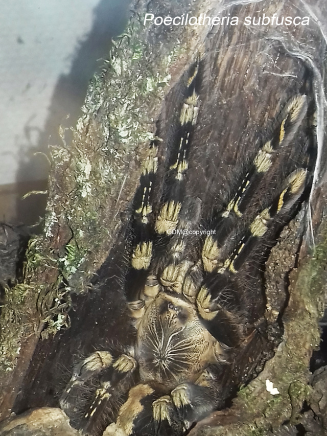 Poecilotheria subfusca 20200311