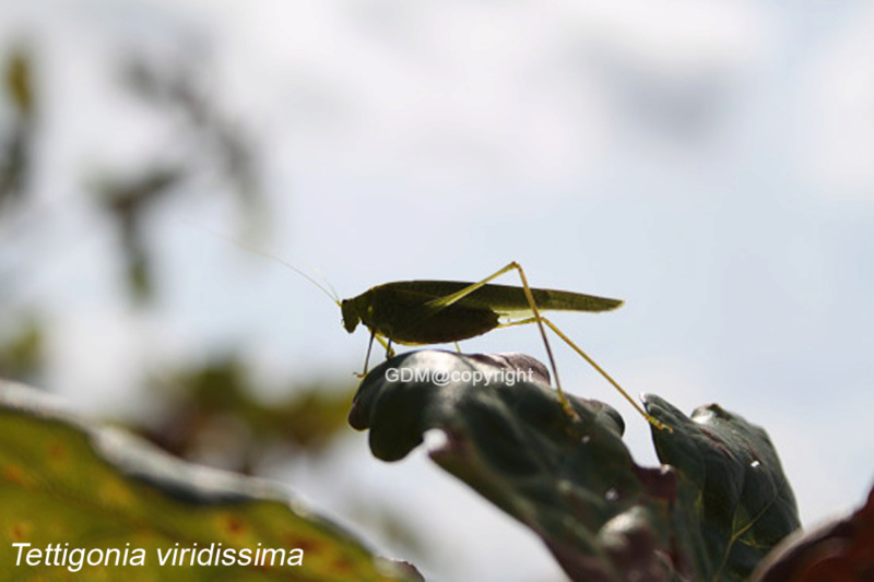 Tettigonia viridissima Img_2713