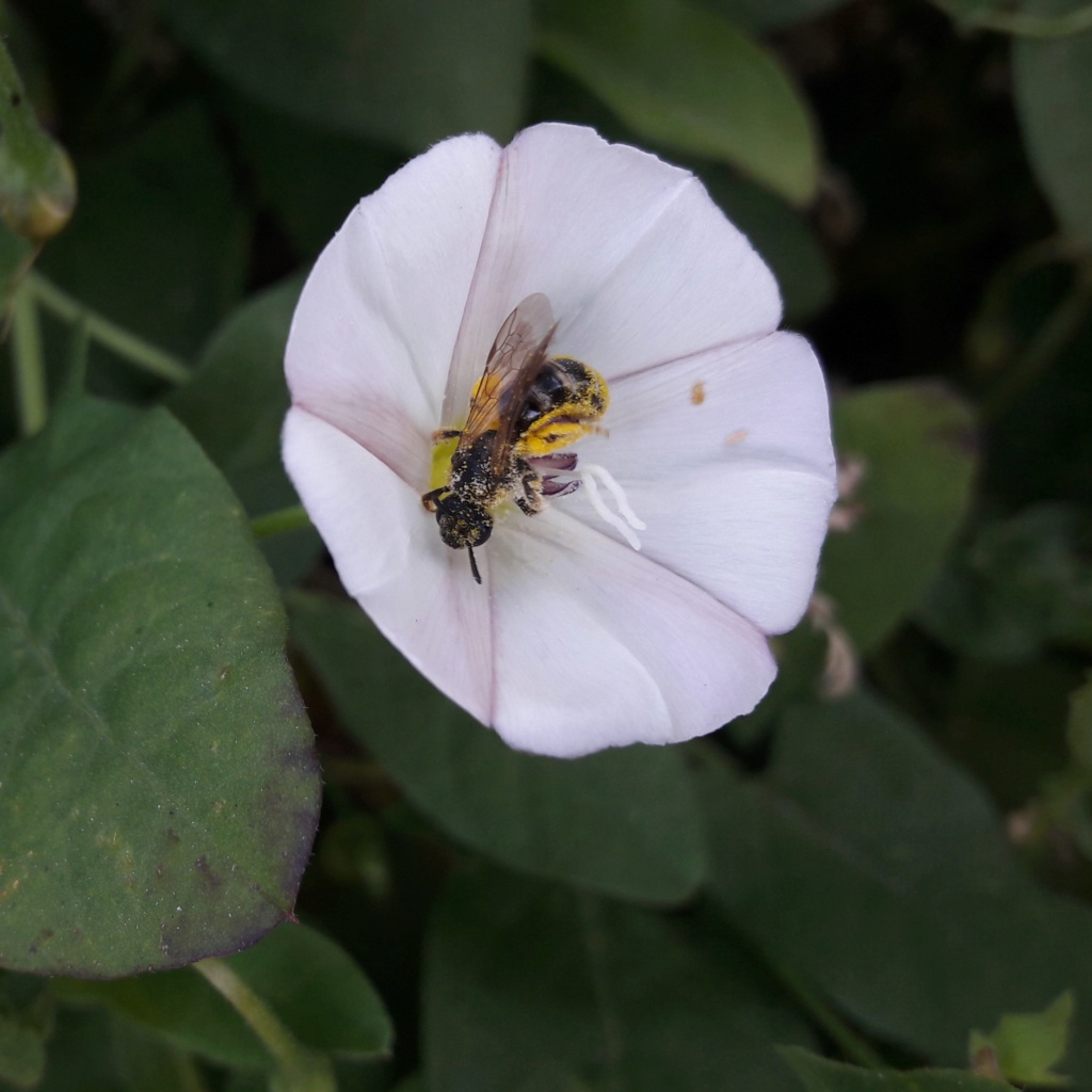 [Halictidae] Abeille noire 20180712