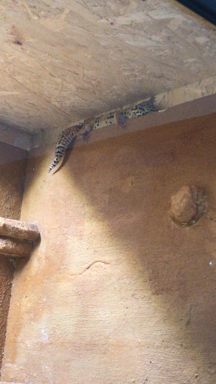 Mes 2 gecko léopard Img-2014