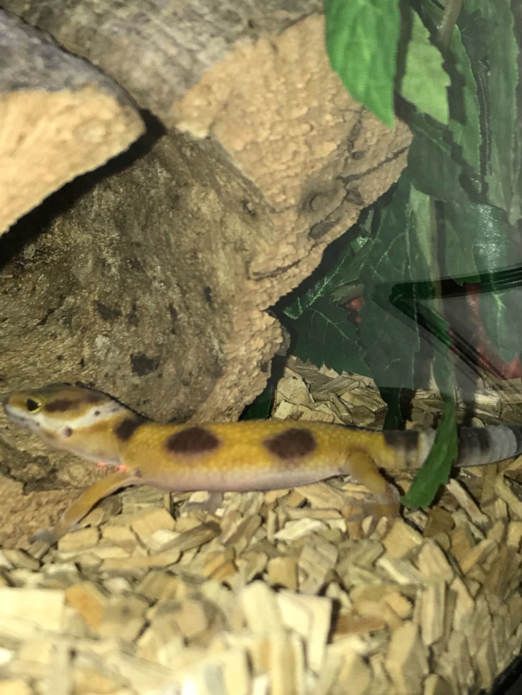 Mes 2 gecko léopard Img-2015