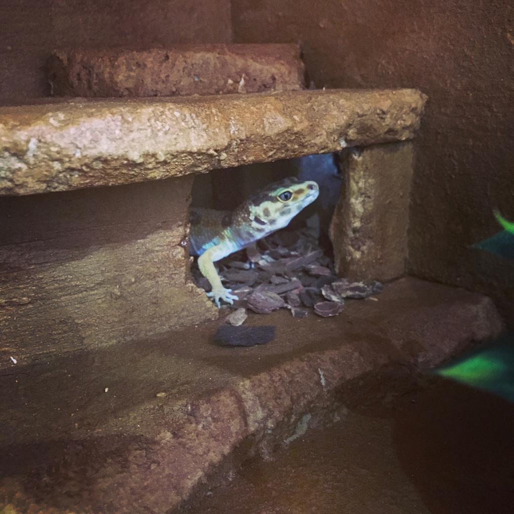 Mes 2 gecko léopard Img-2017