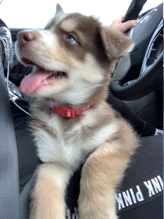 New Husky (Mix?) Puppy Member