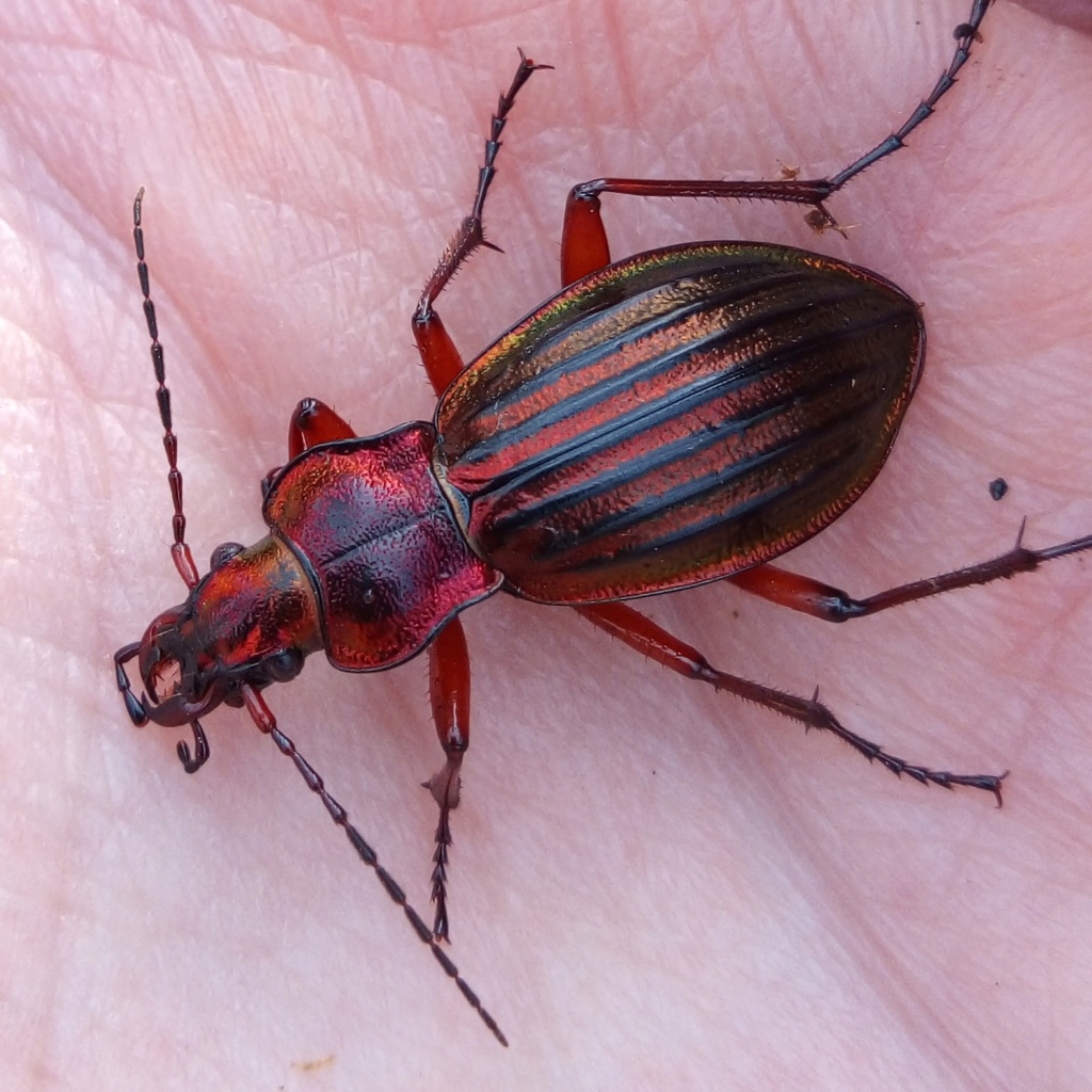 Suivi Carabus (Chrysocarabus) auronitens Img_2015
