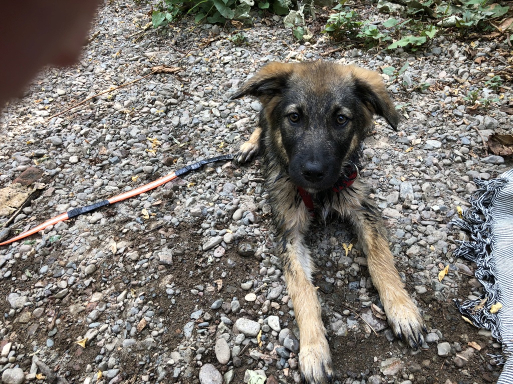 HAPPY (ex FRAMBOISE) - chiot femelle, de taille moyenne à l'âge adulte - née environ en mi-février 2020 - REMEMBER ME LAND - Adoptée par Marie (68) 7cae8710