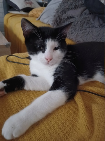 TERRY, chaton mâle noir & blanc, né le 20/03/2022 20220618