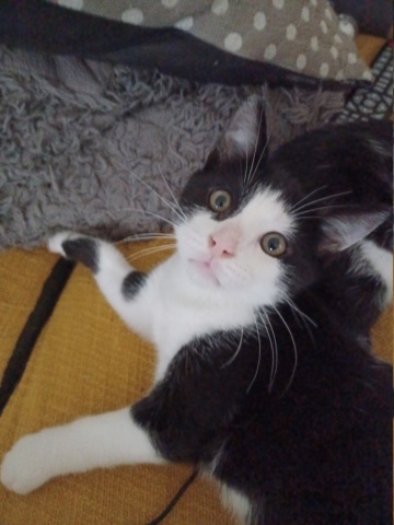 TERRY, chaton mâle noir & blanc, né le 20/03/2022 20220619