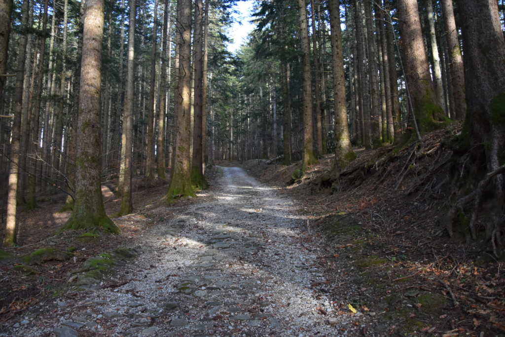 Il Sentiero dei Formicai Giganti (Foresta Biogenetica di Campigna, Forlì). Dsc_0312