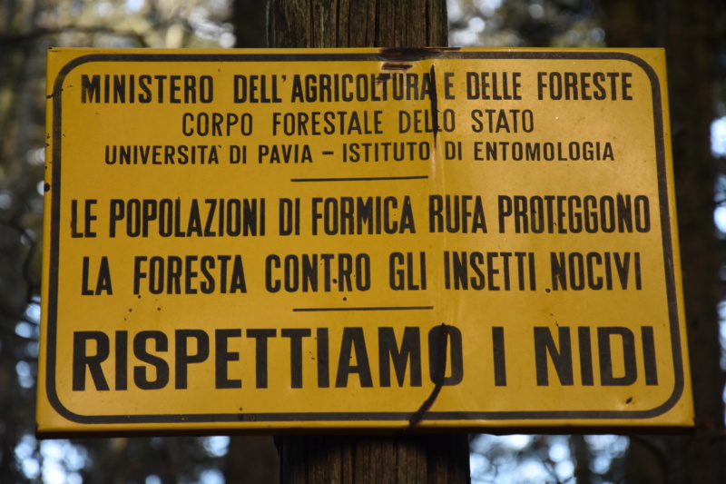 Il Sentiero dei Formicai Giganti (Foresta Biogenetica di Campigna, Forlì). Dsc_0410