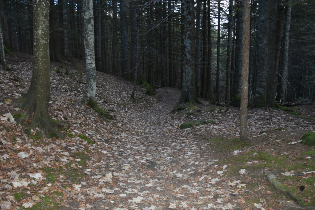 Il Sentiero dei Formicai Giganti (Foresta Biogenetica di Campigna, Forlì). Dsc_0418