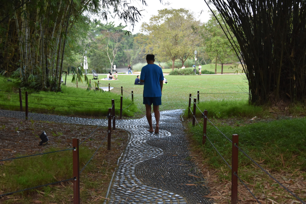 A piedi nudi nel parco..... a Singapore (1): nella giungla! Dsc_0441