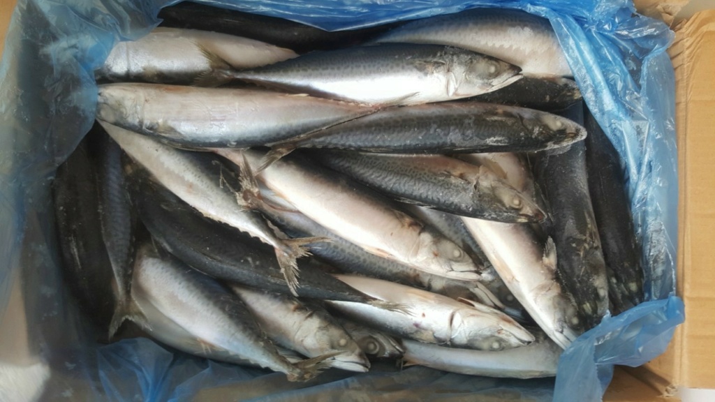 Các loại cá nục phổ biến trên thị trường Ca-nuc11
