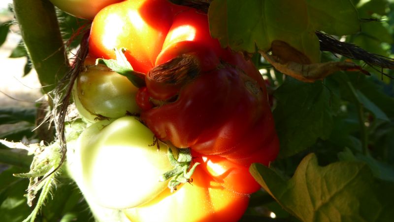 TOMATES - droles de fleurs.. P1030919