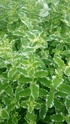 Fotos de plantas variegas ( Variegata ) 15409610