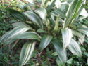 Fotos de plantas variegas ( Variegata ) 1567_110