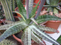 Fotos de plantas variegas ( Variegata ) - Página 2 23670410