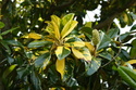 Fotos de plantas variegas ( Variegata ) 37245710