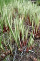 Fotos de plantas variegas ( Variegata ) - Página 2 800px-10