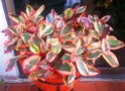 Fotos de plantas variegas ( Variegata ) 84560210