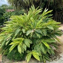 Fotos de plantas variegas ( Variegata ) - Página 2 Alpini10