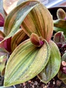 Fotos de plantas variegas ( Variegata ) Blossf10