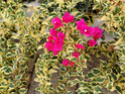 Fotos de plantas variegas ( Variegata ) - Página 2 Bougai10