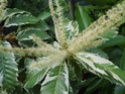 Fotos de plantas variegas ( Variegata ) Castan10