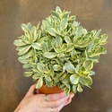 Fotos de plantas variegas ( Variegata ) Crassu10