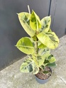 Fotos de plantas variegas ( Variegata ) Ficus-10