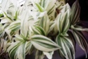 Fotos de plantas variegas ( Variegata ) Il_57011