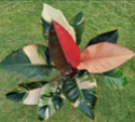 Fotos de plantas variegas ( Variegata ) Img_2011