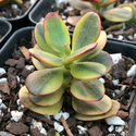 Fotos de plantas variegas ( Variegata ) Img_5310
