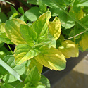 Fotos de plantas variegas ( Variegata ) Mentha10