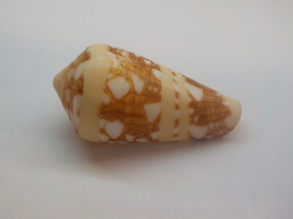 C21 Conus ?  ammiralis C21_co11