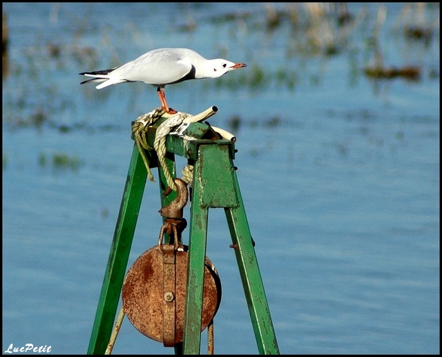 La mouette Team Mouett11