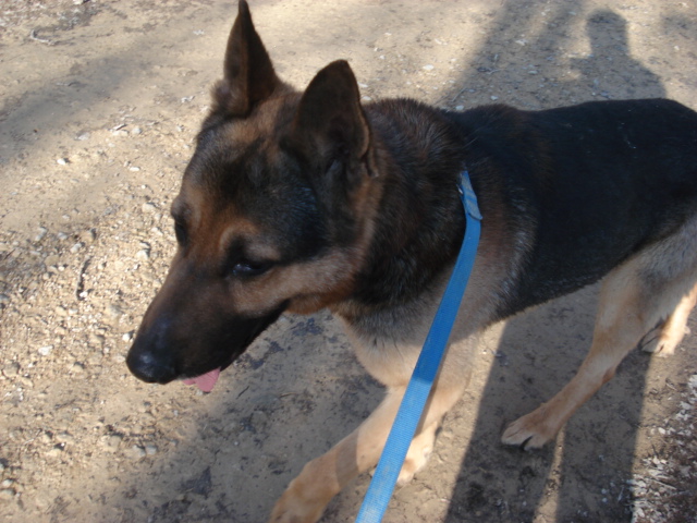 Sirius Berger allemand de 6ans Sirius10