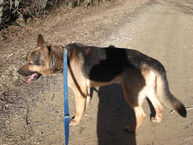 Sirius Berger allemand de 6ans Sirius15