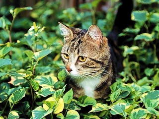 atttention aux plantes toxiques pour vos chats! Btng1410