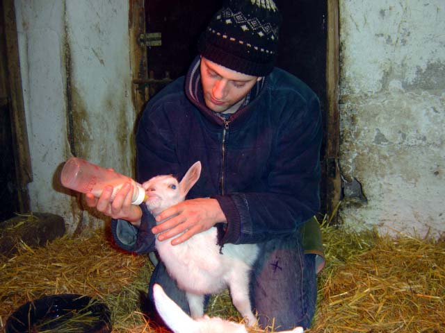 farm sanctuary v g - Farm Sanctuary ,animaux rescapés des abattoirs,maltrait.. W04210