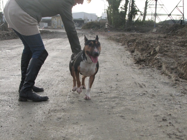 Upsy femelle bull terrier ADOPTE Img_4431