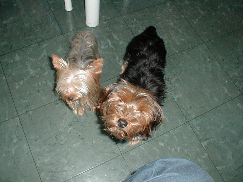Chiots Yorkshire Terrier!!! Pc310014