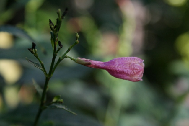 Fleurs au 1er janvier dans mon jardin Difflu10