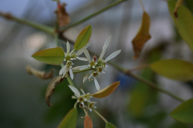 Fleurs au 1er janvier dans mon jardin Euphor13