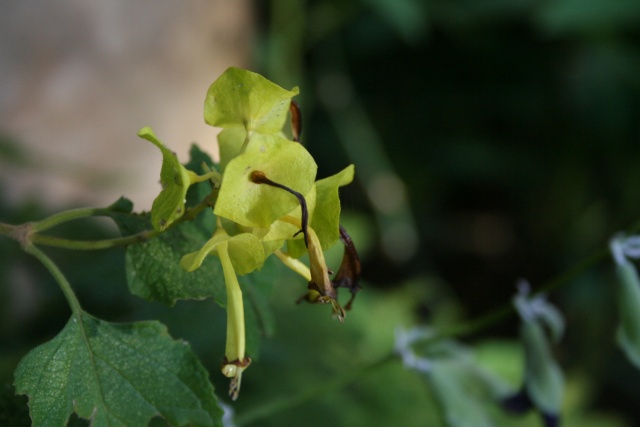 Fleurs au 1er janvier dans mon jardin Holmsk11