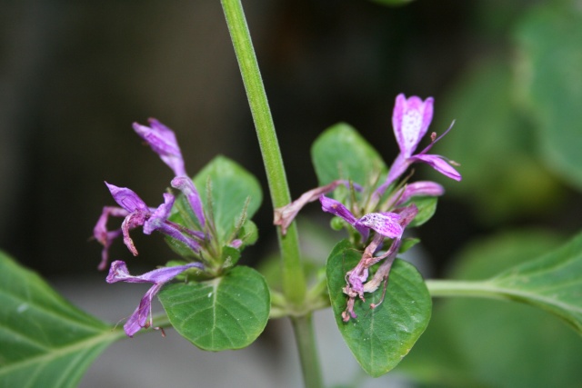 Fleurs au 1er janvier dans mon jardin Hypoes10