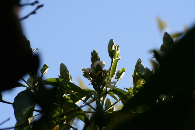 Fleurs au 1er janvier dans mon jardin Justic10