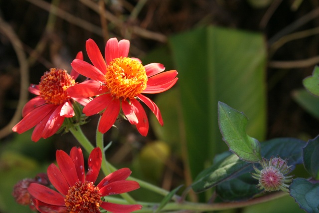 Fleurs au 1er janvier dans mon jardin Pseudi11